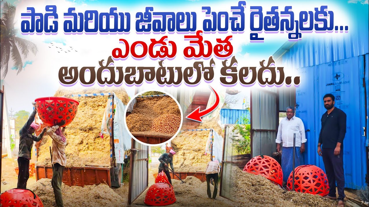 #dairyfarm dry fodder 9951659082 ! రైతు మాటల్లో!!#shed #sheepfarming 