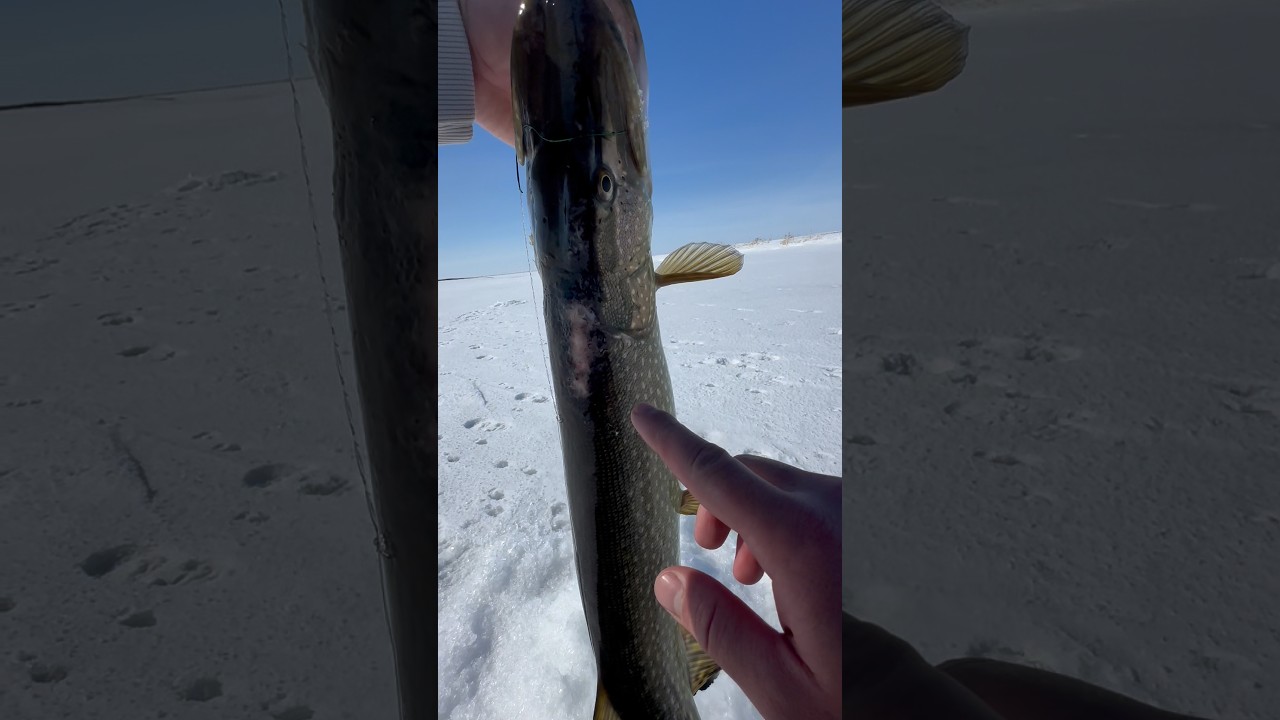 Что это с щукой? #зимняярыбалка #рыбалка #щука #fishing