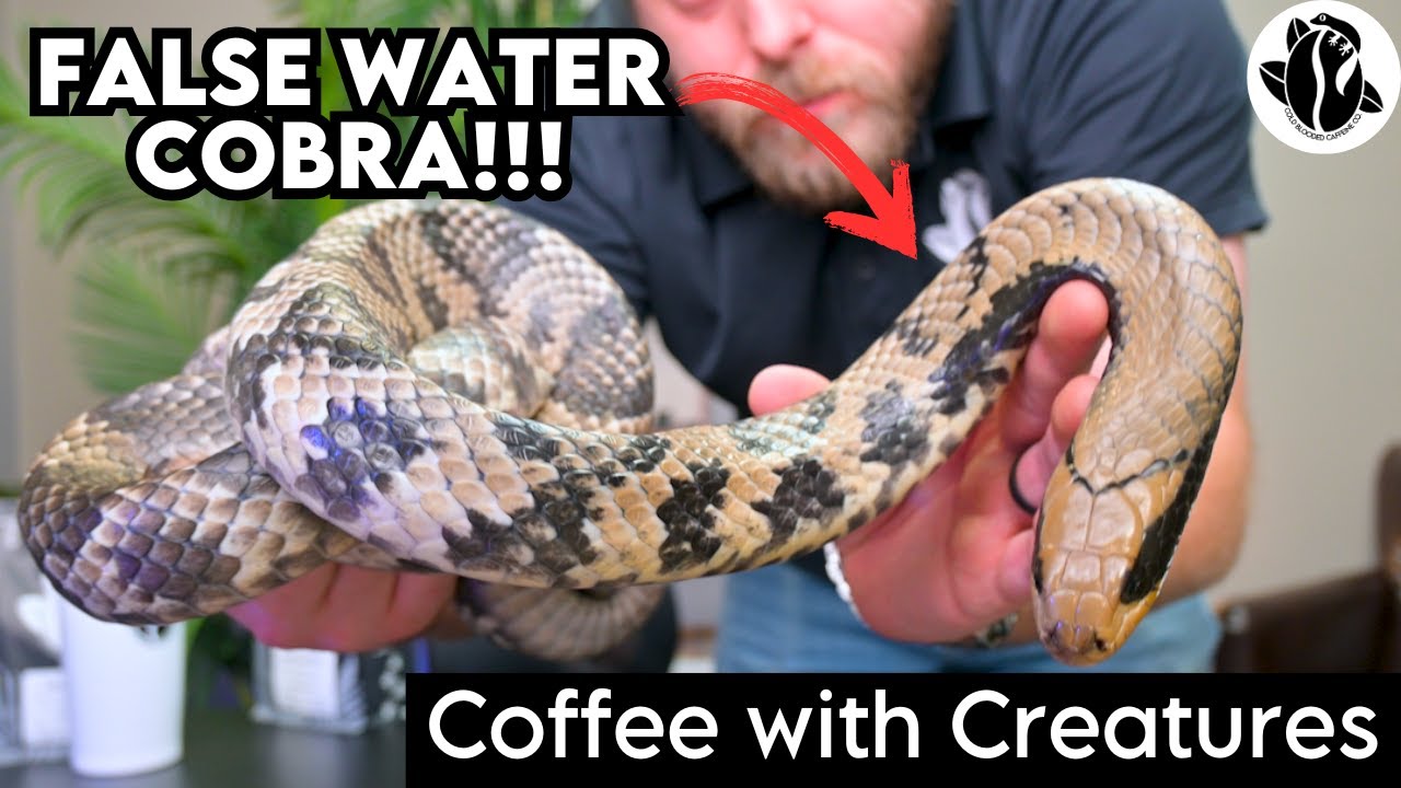 Could This Be The Most Underrated Pet Snake??? - The False Water Cobra