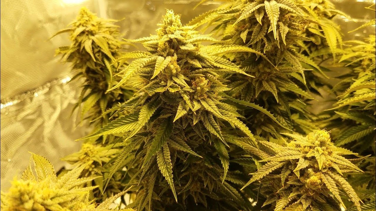 Grow 1: Milk n Cookies Week 7 Flower HLG 260 v2 3x3 Soil