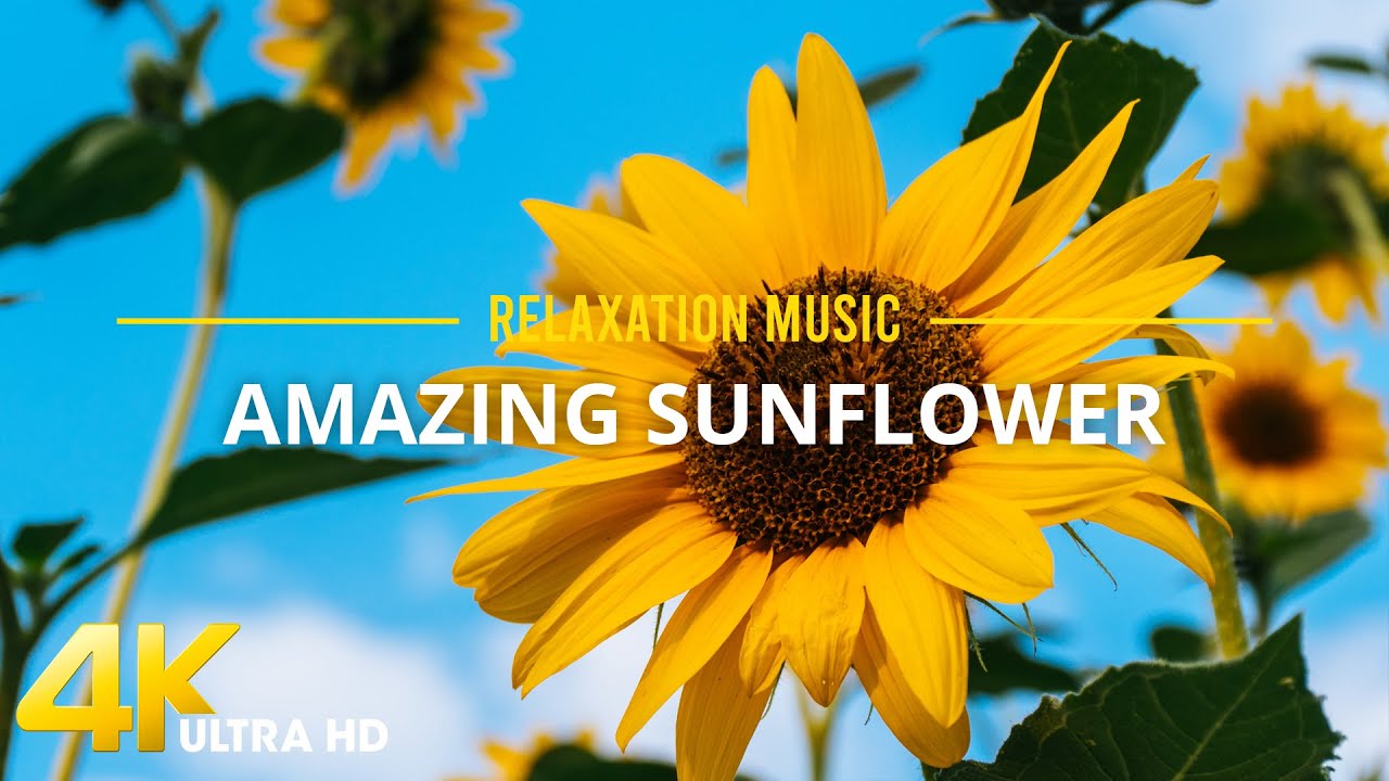 Yellow Sunflowers in 4K UHD Video - Beautiful sunflower field with Relaxing Music Reduces Stress