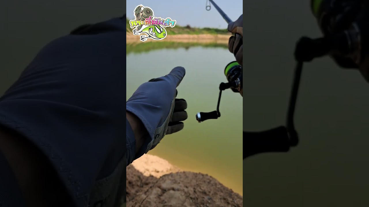 ออกหมายหาปลาช่อน ด้วยกระดี่พันลำEP.1 ปลายางพัน #fishing #fish #mahseer #shimano #casting