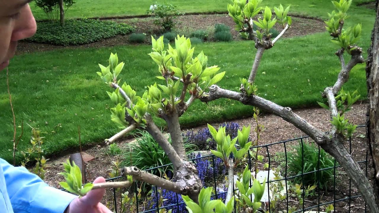 How to Prune Tree Hydrangea 2 of 3 | Hydrangea paniculata | Newtown CT Garden Maintenance
