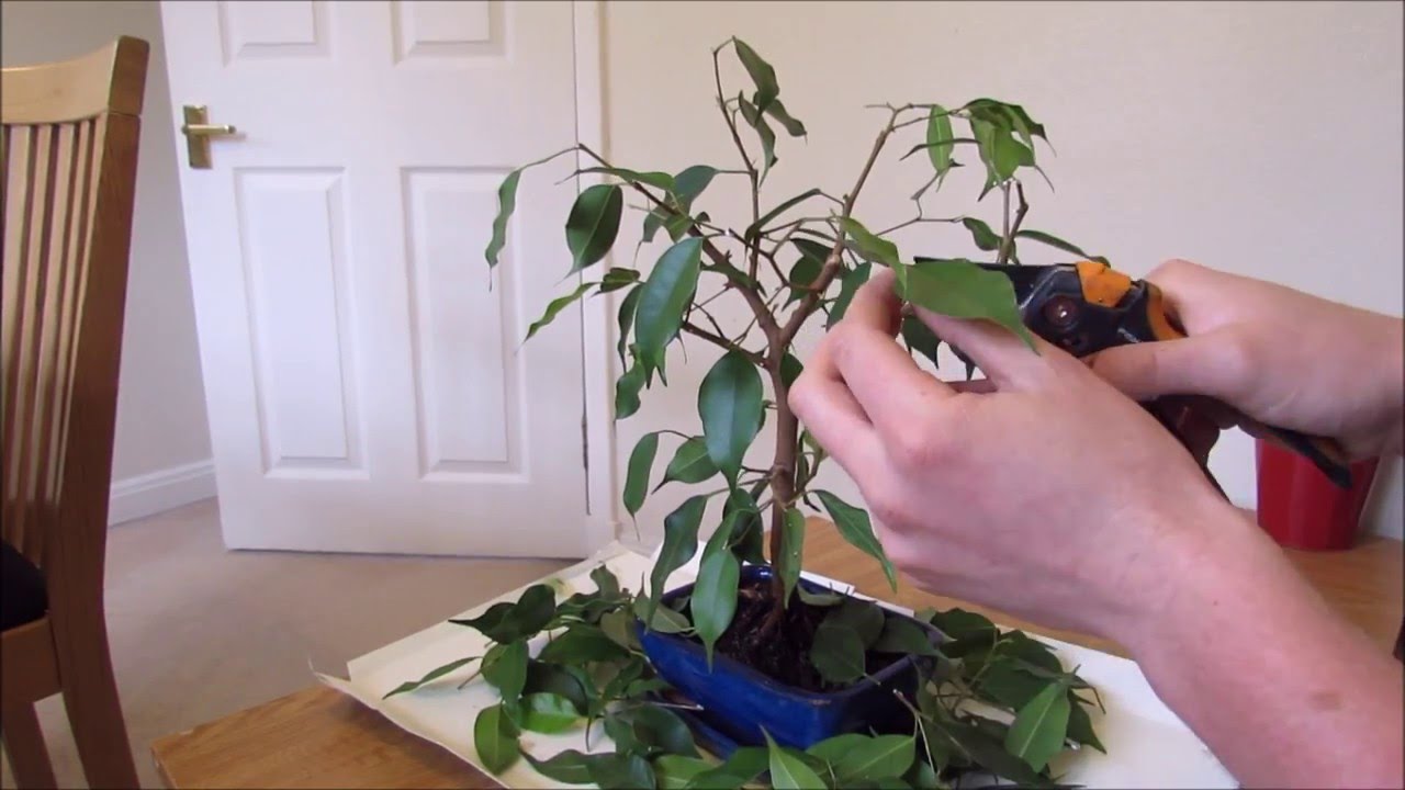 Pruning And Defoliating A Ficus Bonsai