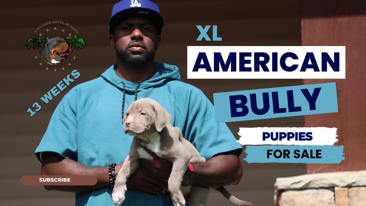 XL American Bully Puppies Available / 13 weeks