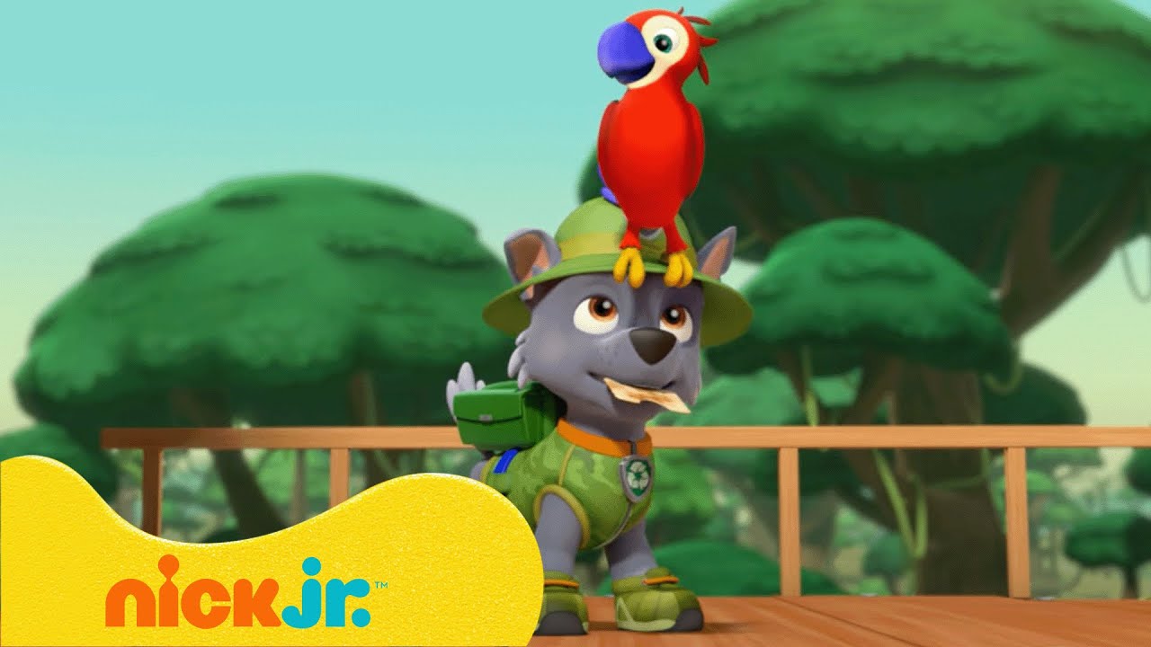 PAW Patrol | Er komt er papegaai bij PAW Patrol! 🦜 | Volledige sc&egrave;ne | Nick Jr.