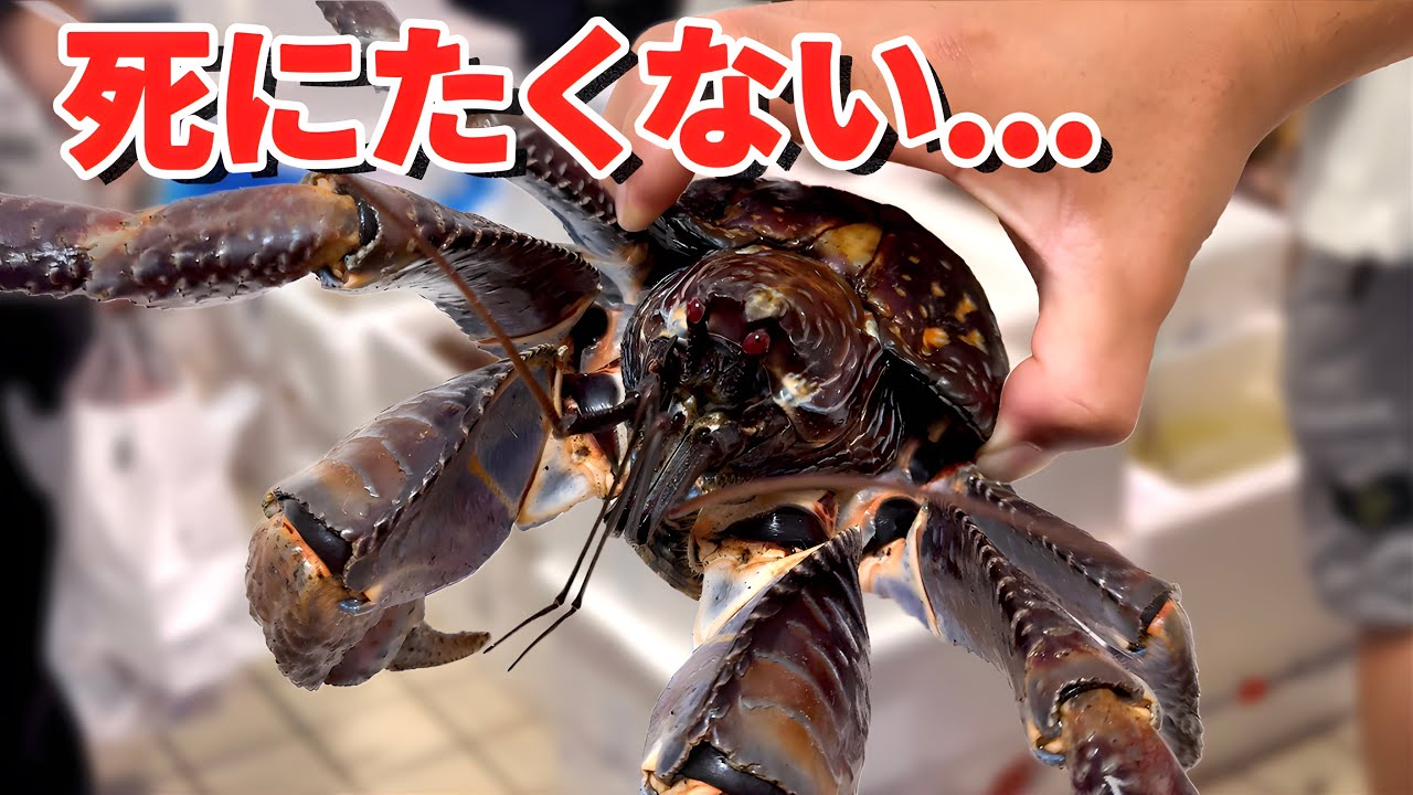 スーパーにいた世界一危険な生き物を飼育してみると&hellip;