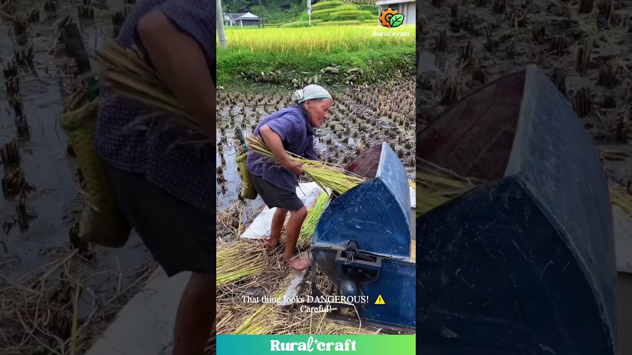 ANCIENT Machine?! 😱 Watch Elder Farmers Battle This Rice Thresher! #farming #oldschool #hardwork