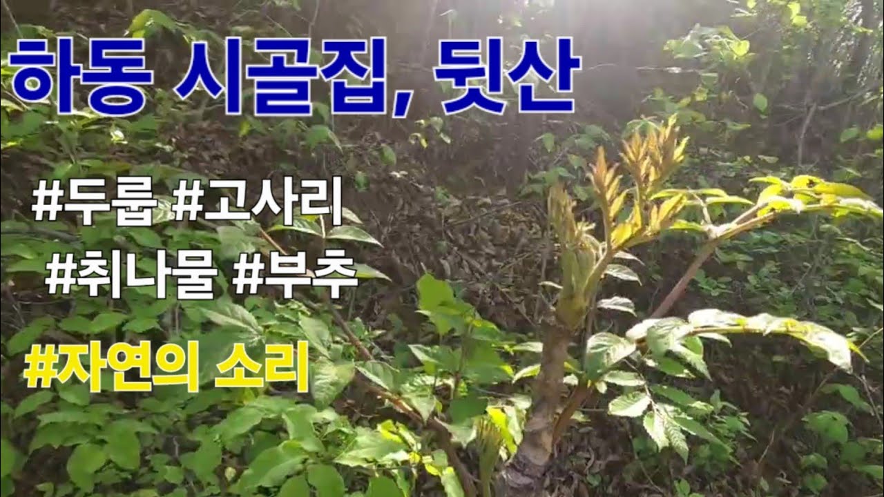 EP.1하동 시골집, 뒷산 | 소풍, 두룹, 고사리, 취나물, 산부추 채취하기, 자연에서 나는 소리 asmr