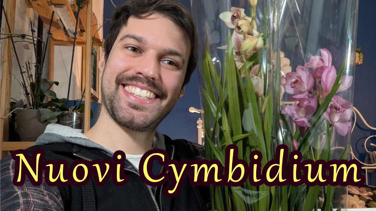 NUOVI 🌸CYMBIDIUM🌸per consolarmi dopo le perdite di Gennaio