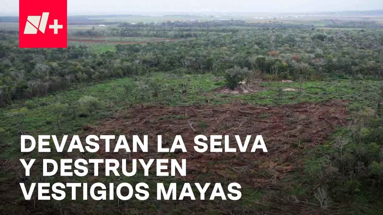 Miembros de la comunidad menonita devastan la Selva Maya de Campeche - En Punto