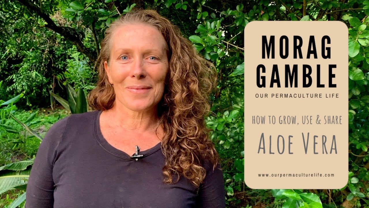 Aloe Vera - how to grow, use and share with Morag Gamble