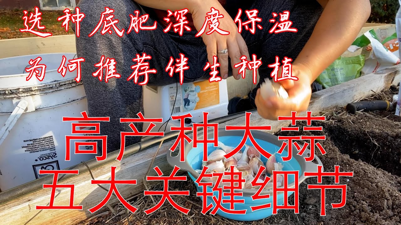 【渔耕笔记】种大蒜高产五大关键细节 大蒜为什么推荐伴生种植？How to plant Garlic?