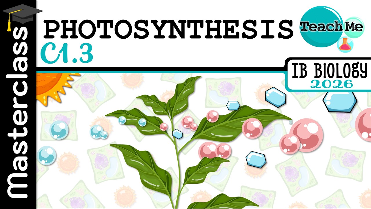 (C1.3) - Photosynthesis - IB Biology (SL/HL)