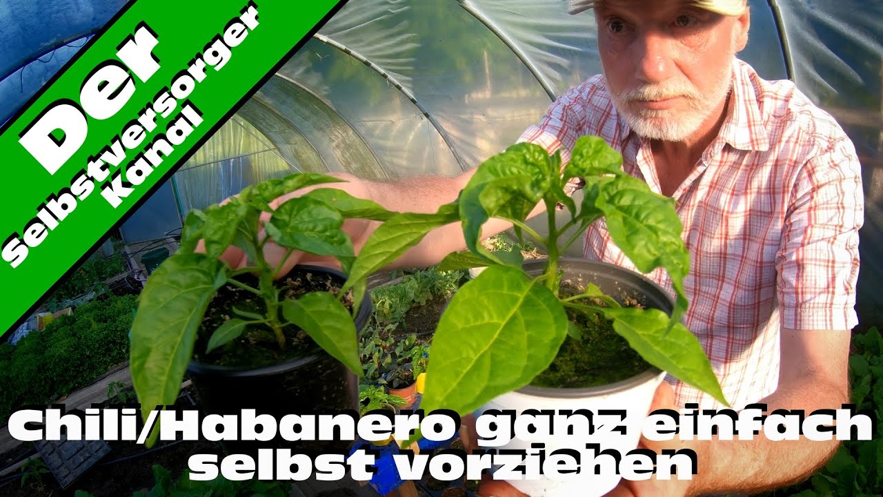 Habanero Chili erfolgreich vorziehen ohne Kunstlicht