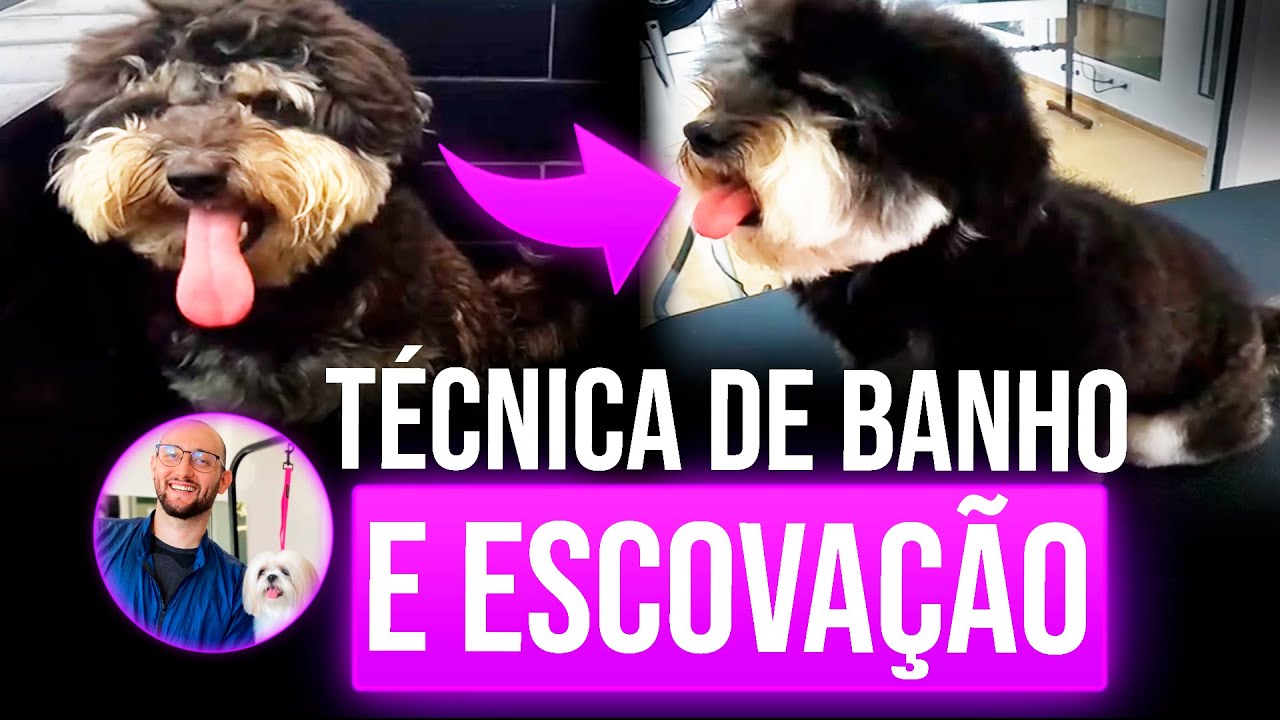 COMO DAR BANHO E ESCOVAR UM CACHORRO - AULA COMPLETA