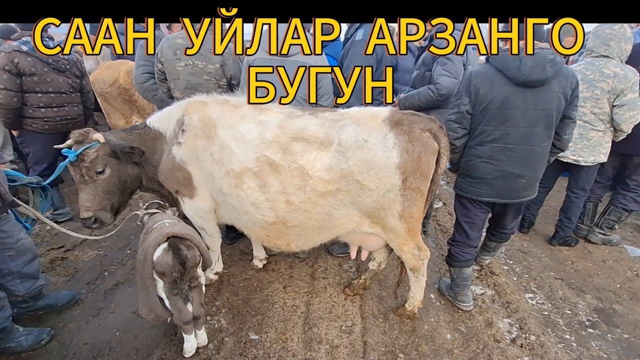 КУРШАБ МАЛ БАЗАР СААН УЙЛАР ЭРКЕК УРГАЧЫ ТОРПОК БААЛАРЫ. 18.01.2025.#КУРШАБ