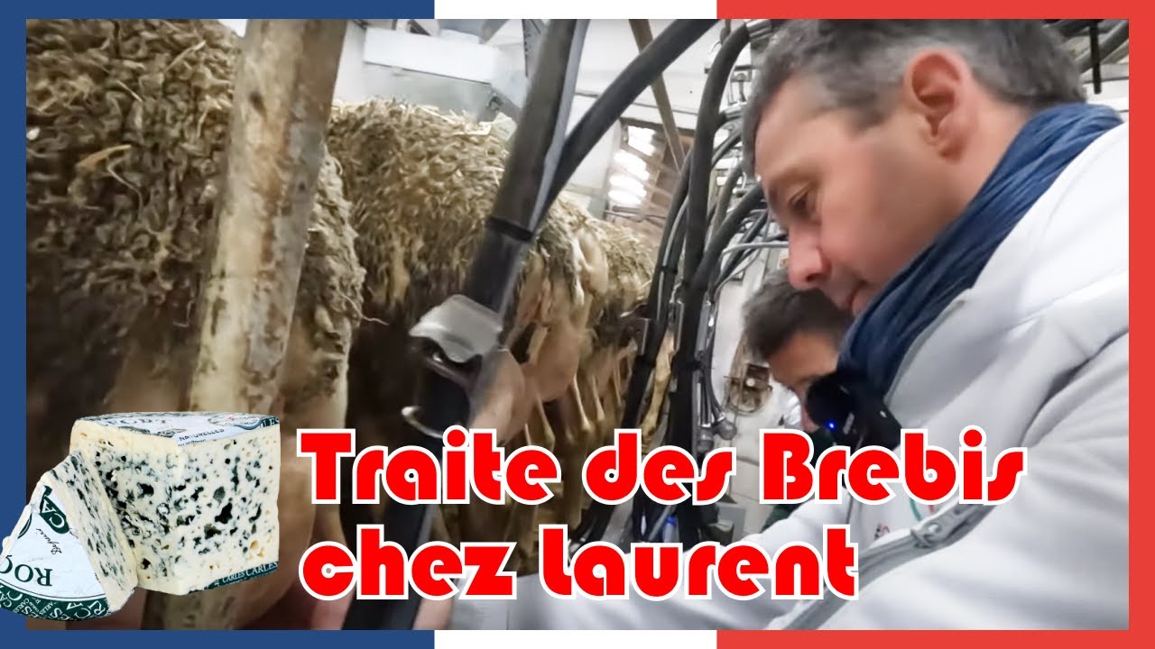 On trait les brebis chez Laurent pour du Roquefort #CFT 5