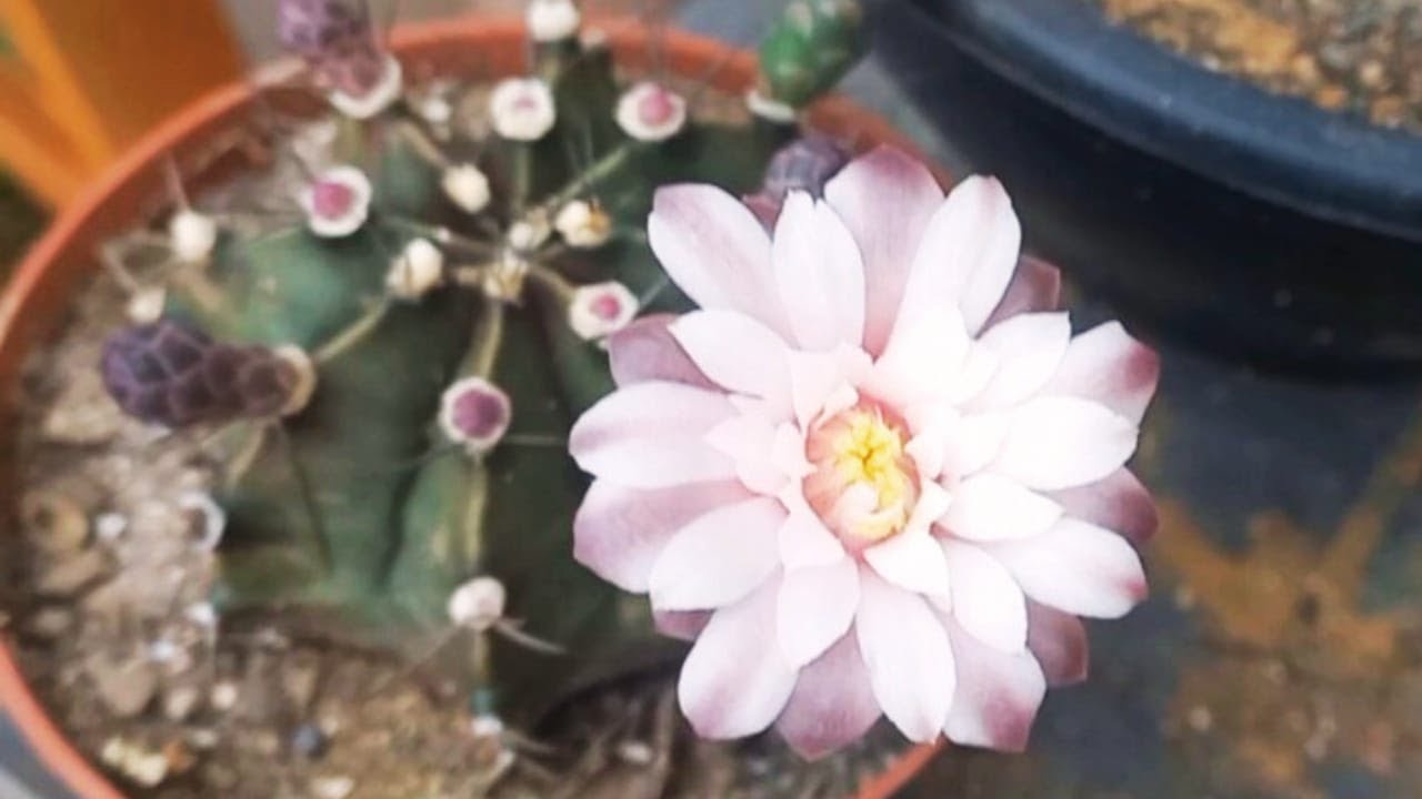 TODOS CACTOS FLORECENDO LINDO DE MAIS - VENHA VER COMIGO ESTAS FLORES .