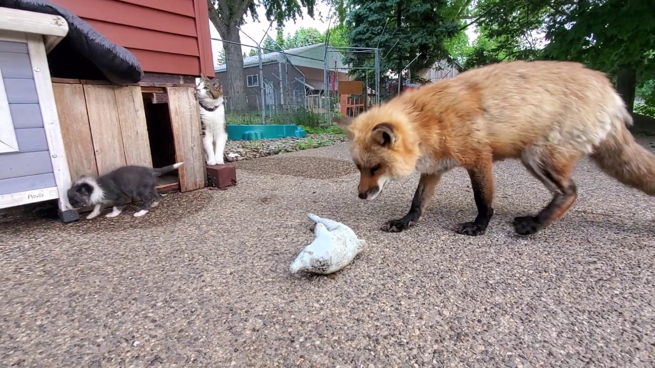Finnegan Fox is a dad!