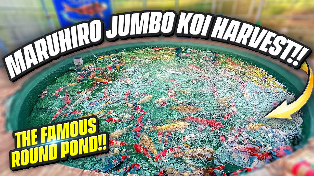 MARUHIRO JUMBO HARVEST! MONSTER KOI!!!