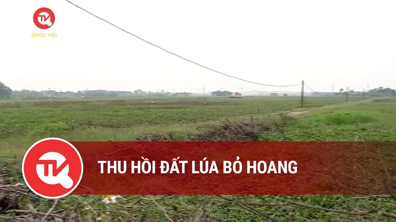 Thu hồi đất lúa bỏ hoang | Truyền hình Quốc hội Việt Nam