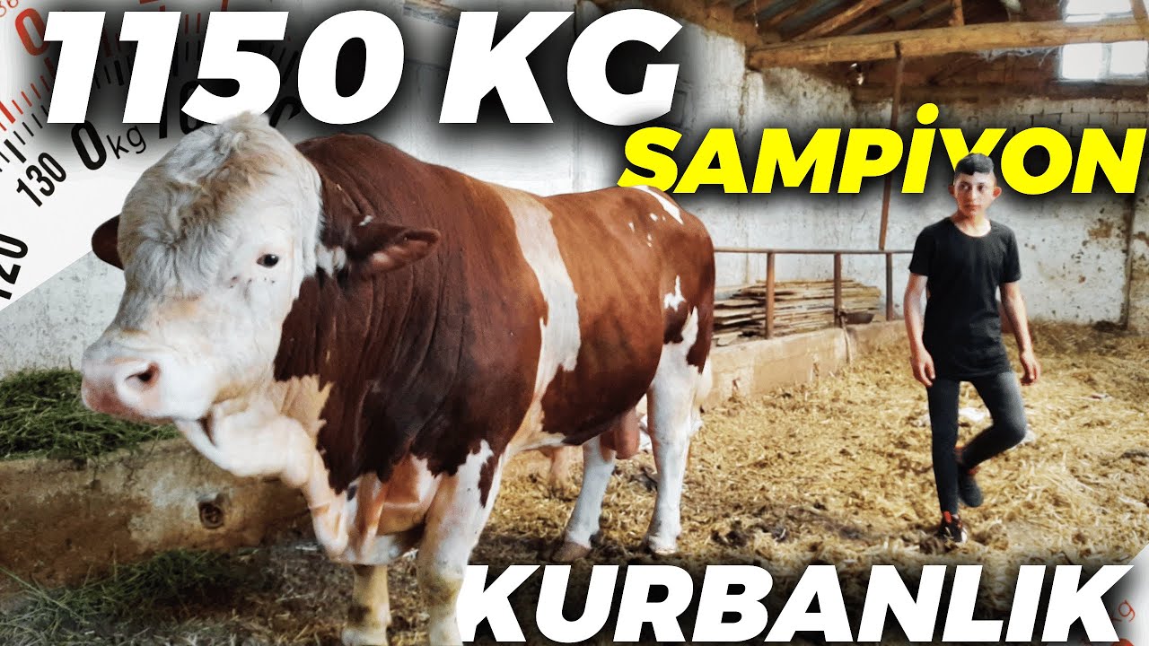 HEREFORD CİNSİ ŞAMPİYON BOĞA! 2021 YILI KURBANLIK PİYASASI VE 1150 KG KURBANLIK BOĞA. [GoPro]
