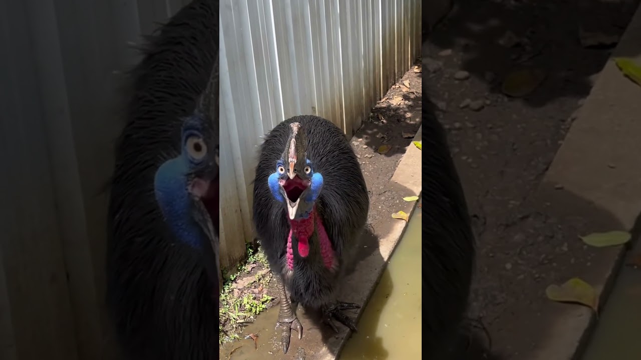 &iexcl;Descubre los Sonidos M&Aacute;S aterradores de Aves!