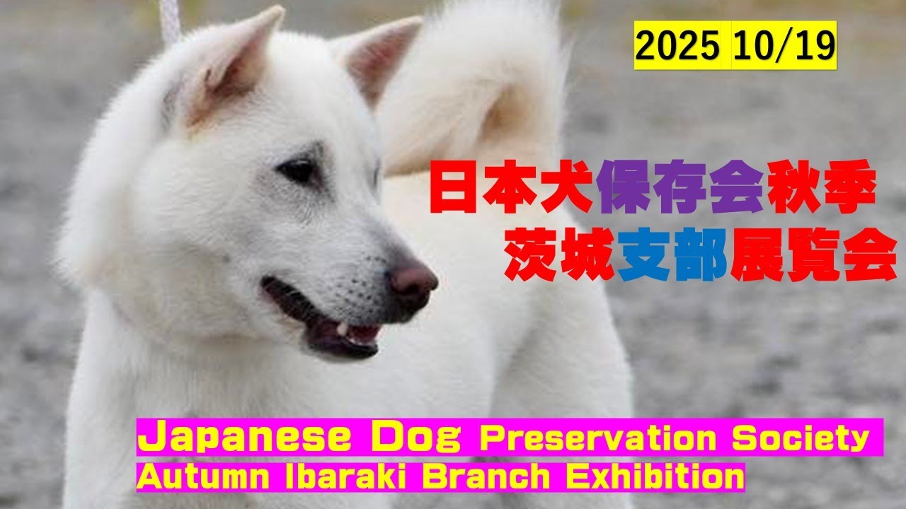 日本犬保存会秋季茨城支部展覧会（Japanese Dog Preservation Society Autumn Ibaraki Branch Exhibition）【Samurai dog TV】