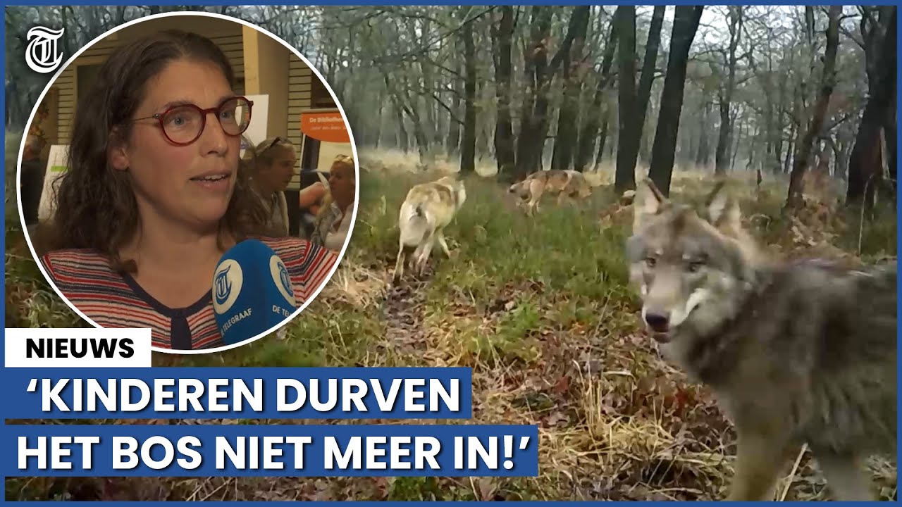 Nunspeet in de ban van de wolf: ‘Kinderen durven het bos niet meer in!’