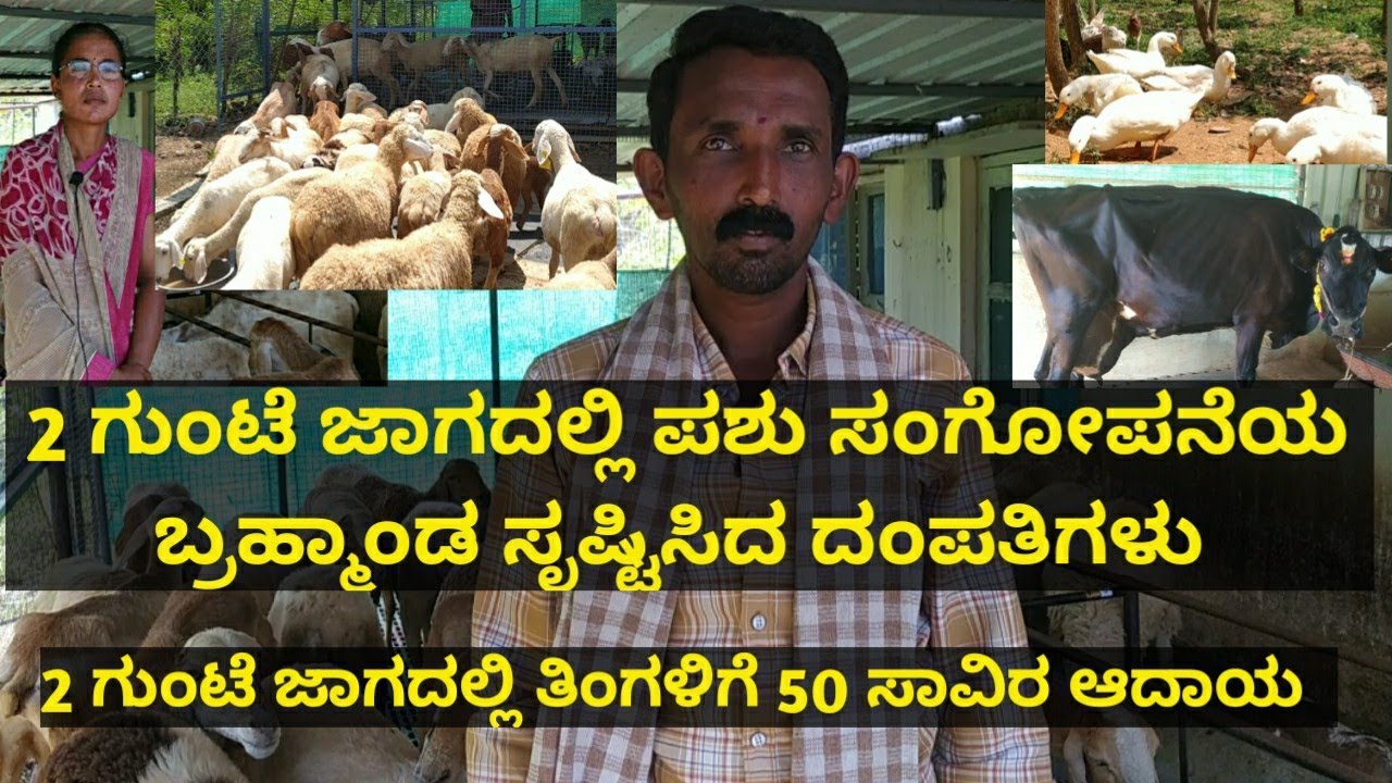 2 ಗುಂಟೆ ಜಾಗದಲ್ಲಿ ಪಶು ಸಂಗೋಪನೆಯ ಬ್ರಹ್ಮಾಂಡ ಸೃಷ್ಟಿಸಿ ತಿಂಗಳಿಗೆ 50 ಸಾವಿರ ಆದಾಯ ಗಳಿಸುತ್ತಿರುವ ದಂಪತಿಗಳು..!