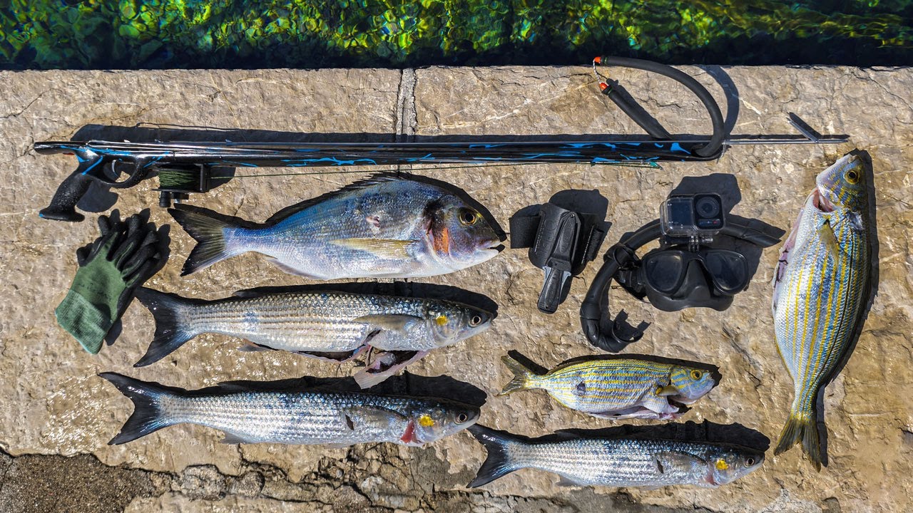 Catching Fresh Dinner With Classic Speargun Spearfishing Croatia August 2025 4K 🇭🇷