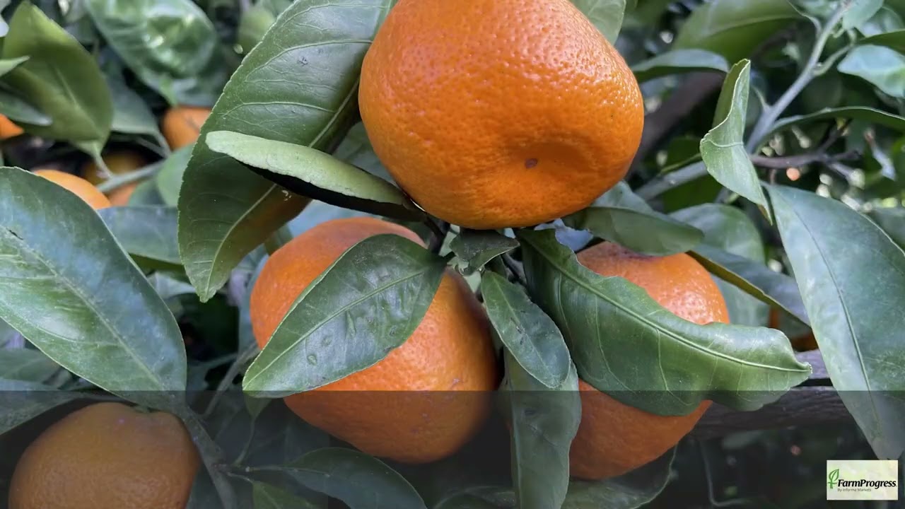 Georgia citrus freeze