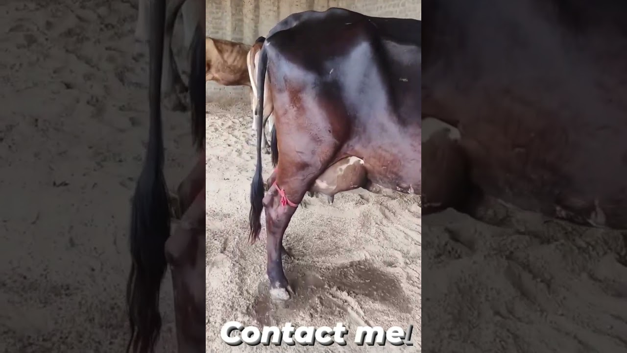 Top quality breed cow for sale all India delivery 🚚 