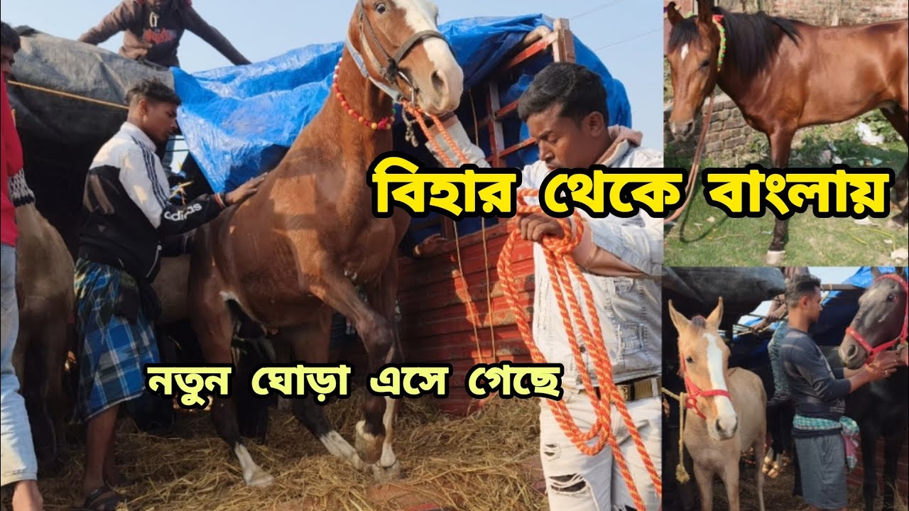 বিহার থেকে বাংলায় নতুন ঘোড়া এসে গেছে খুব সুন্দর সুন্দর ঘোড়া 