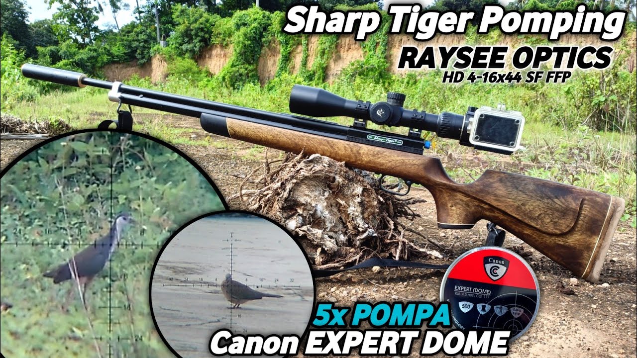 Sharp Tiger Pomping berburu ruak-ruak & tekukur‼️ 5x pompa pakai Canon Dome