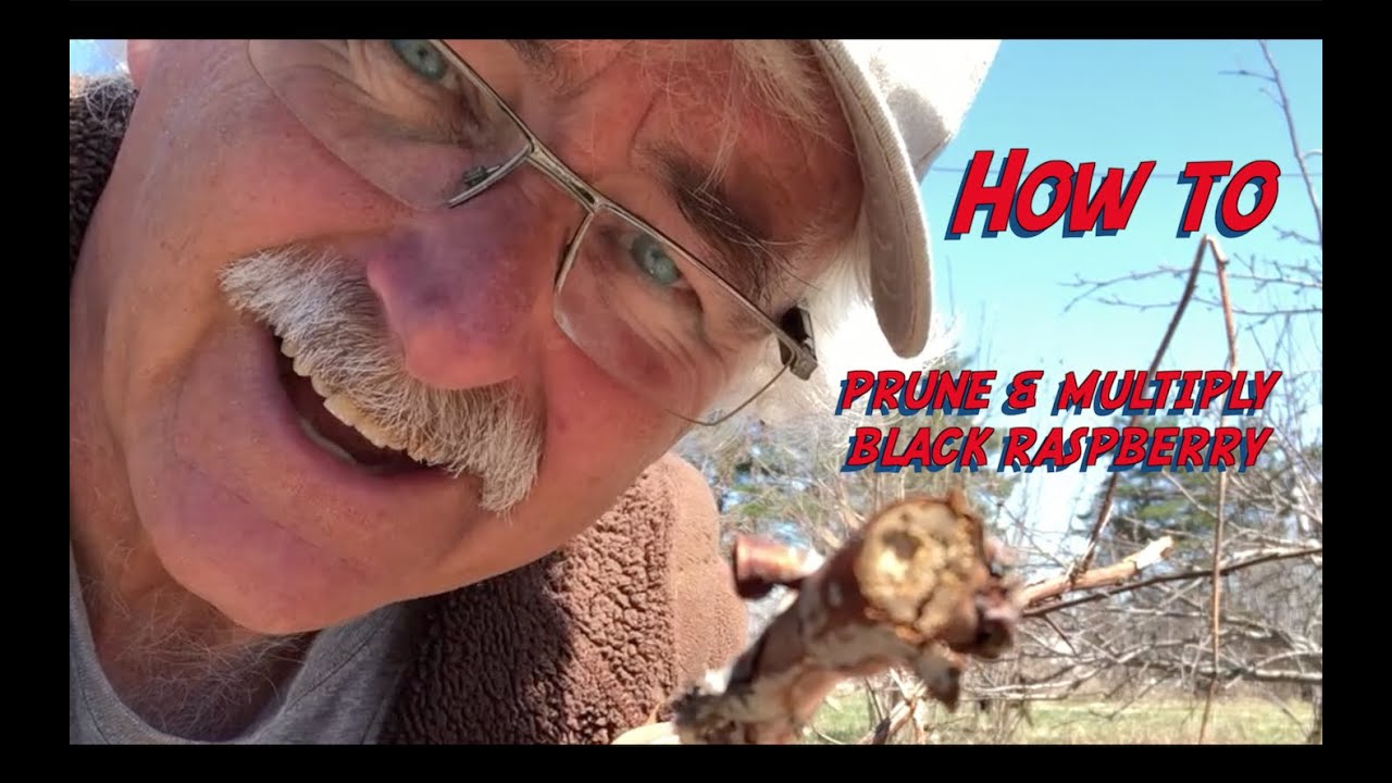 How to Prune and Multiply Black Raspberry