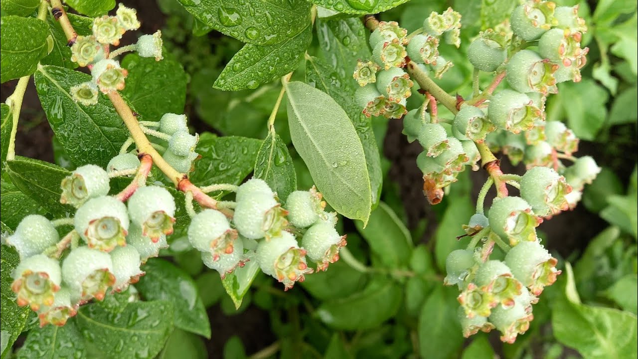 Выращивание голубики. Особенности и результаты ухода.