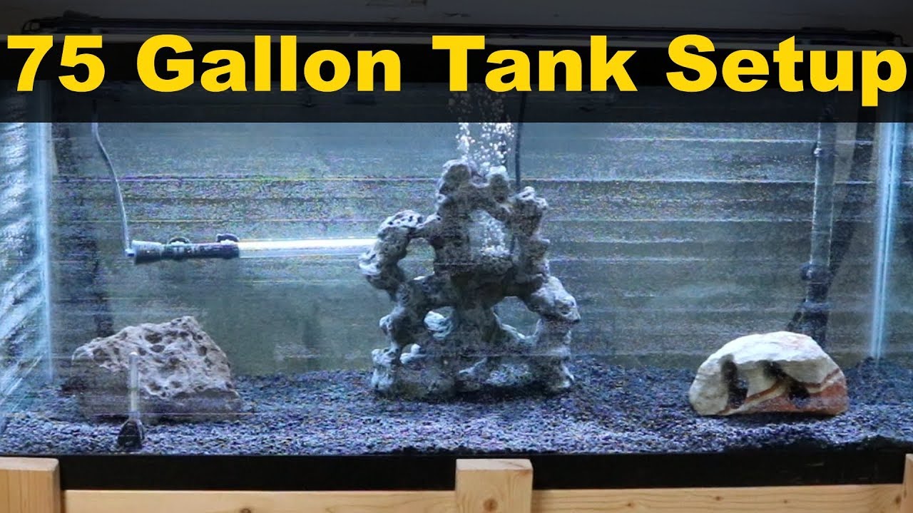 75 Gallon Freshwater Aquarium Setup #1