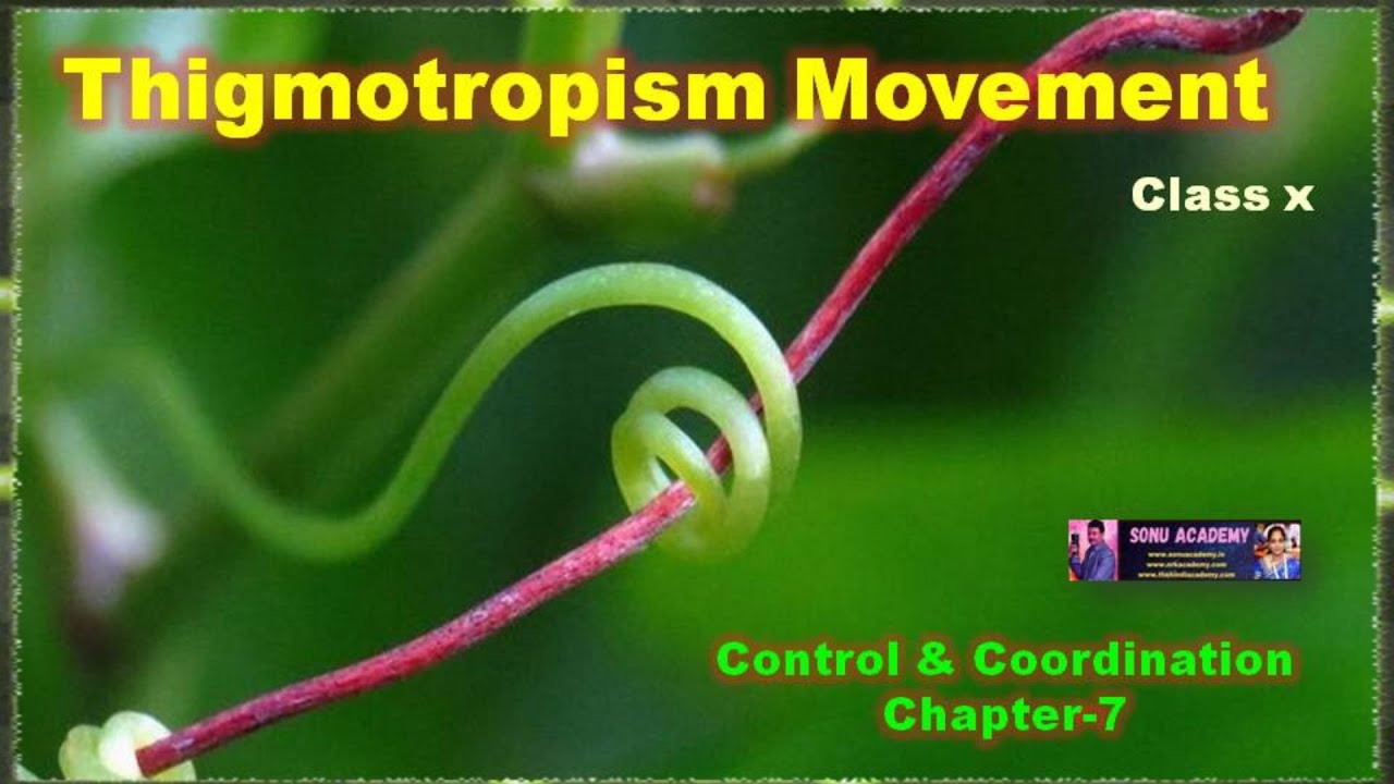 Thigmotropism | CHAPTER-7 || #class10 #science  #video  #cbse #video #cbsencert