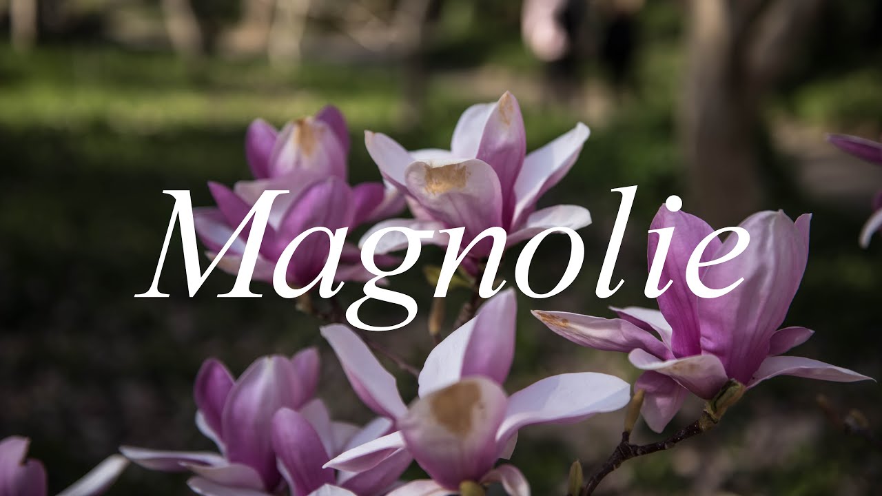 Magnolie