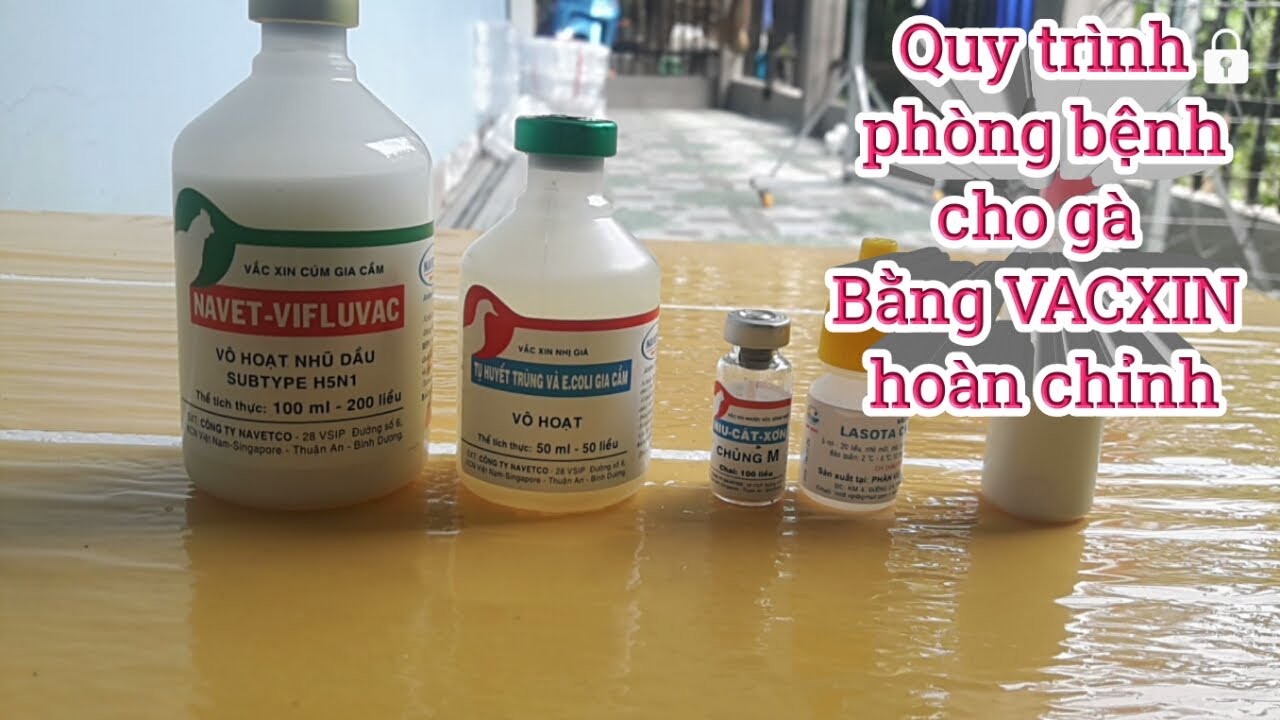 Lịch tiêm phòng vacxin cho gà hoàn chỉnh nhất