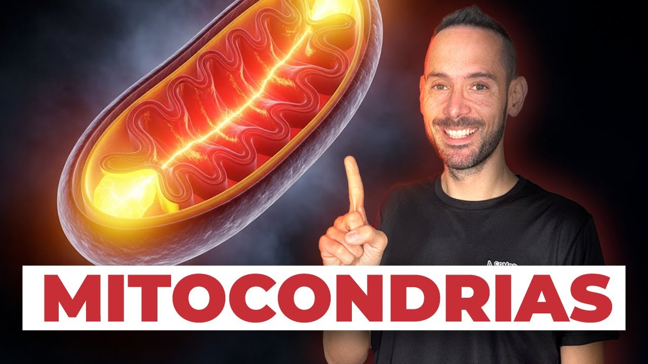 Cómo Entrenar a tus Mitocondrias para Correr Más Rápido y Cansarte Menos 📈🏃