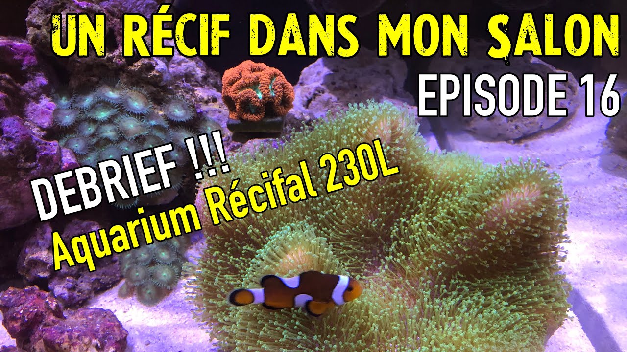 Un récif dans mon salon épisode 16 : Transfert de bac, le debrief !