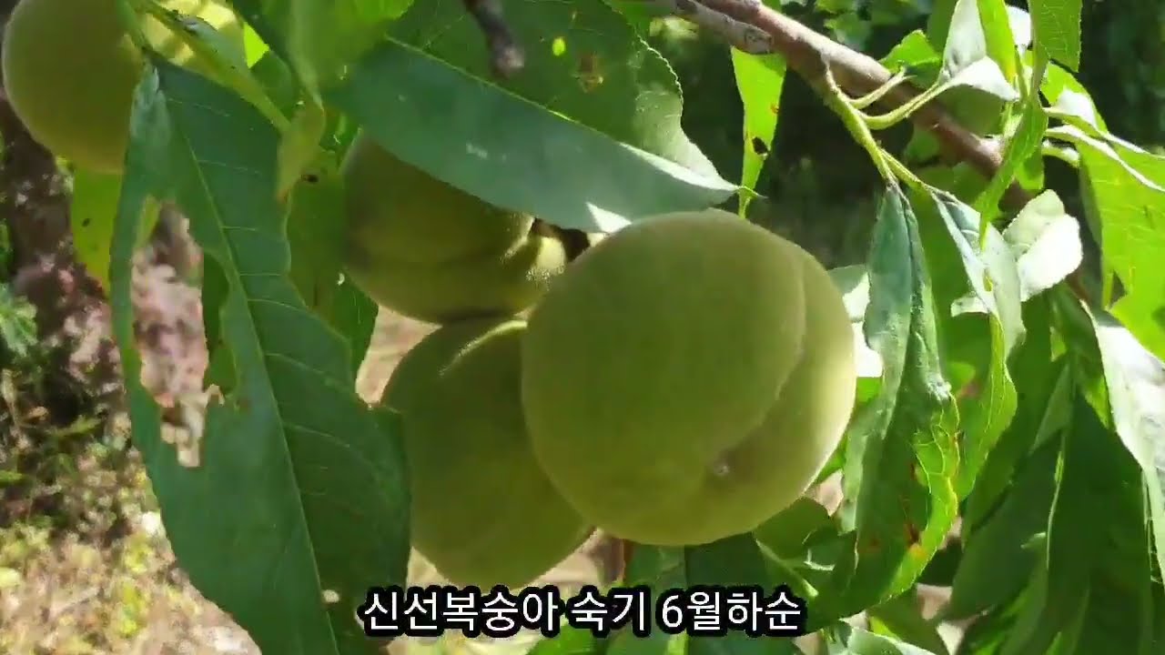 복숭아 숙기별 식재