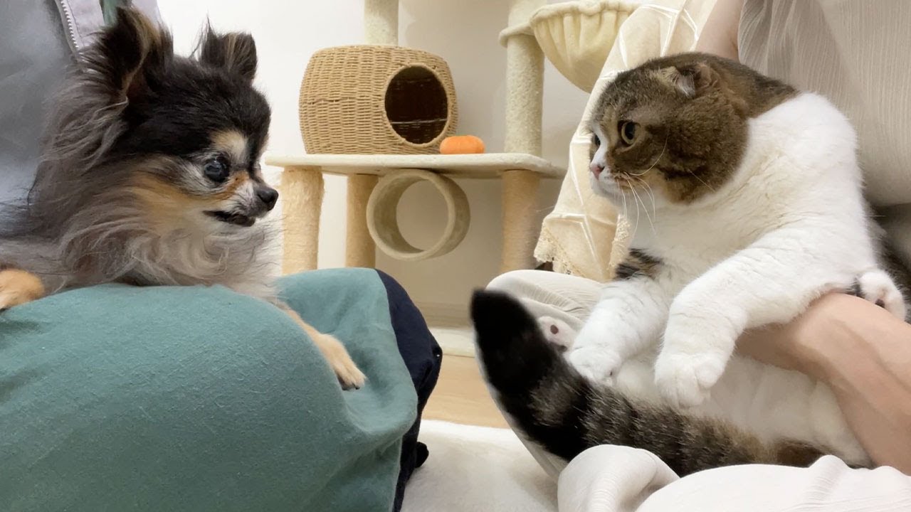 生まれて初めて猫が自分より小さい犬と出会ったらこうなった！