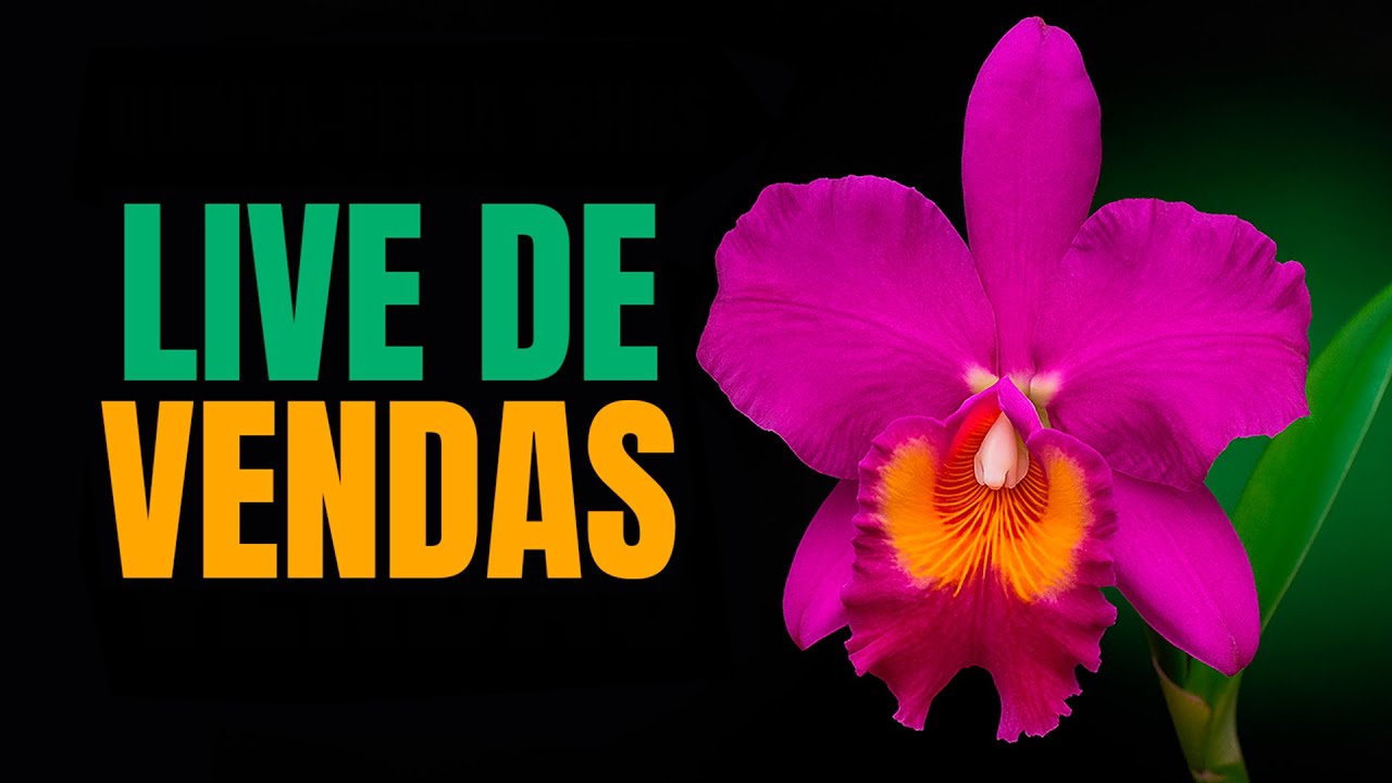 LIVE DE VENDAS! ENVIAMOS PARA TODO O BRASIL!