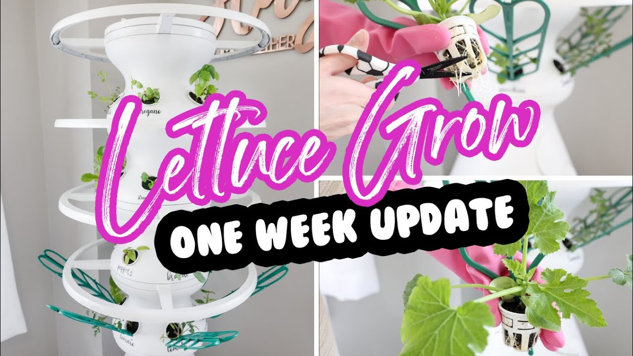 Lettuce Grow Farmstand - One Week Update Growing Indoors
