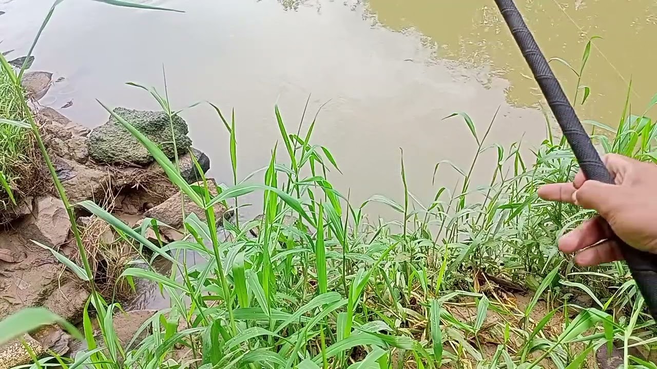 Mancing dibawah jembatan Beby nila banyak sambaran