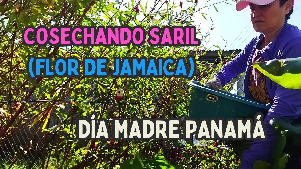 COSECHANDO SARIL🌱JAMAICA✅DÍA MADRE PANAMA💜